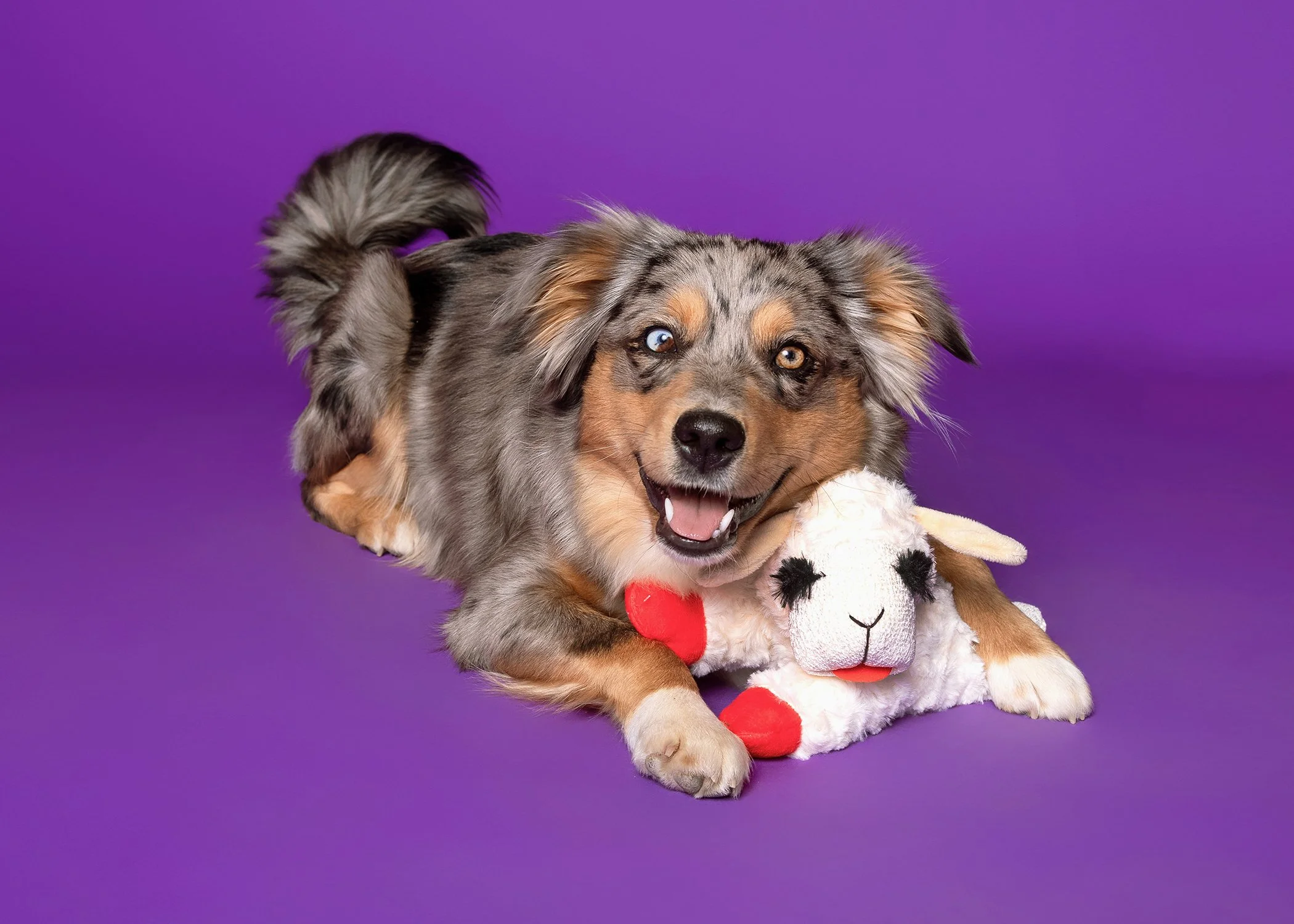 Lamb-Chop-Medium_Purple.jpg