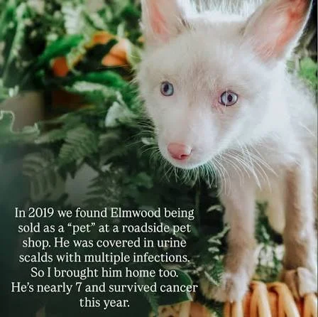Close-up of a white kitten with one blue eye and one pink eye, surrounded by green plants, with a caption about his recovery from cancer.