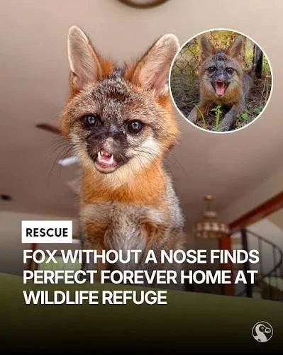 A fox with a disfigured nose and a scarred face is sitting indoors. An inset shows another fox in the wild. The text reads: 'RESCUE. FOX WITHOUT A NOSE FINDS PERFECT FOREVER HOME AT WILDLIFE REFUGE.'