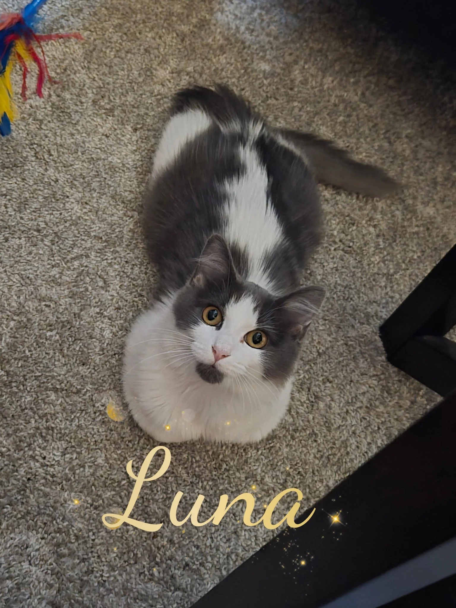 A black and white cat with golden eyes sitting on a carpeted floor next to a door or window with a decorative overlay that includes the name 'Luna' and small glowing stars.