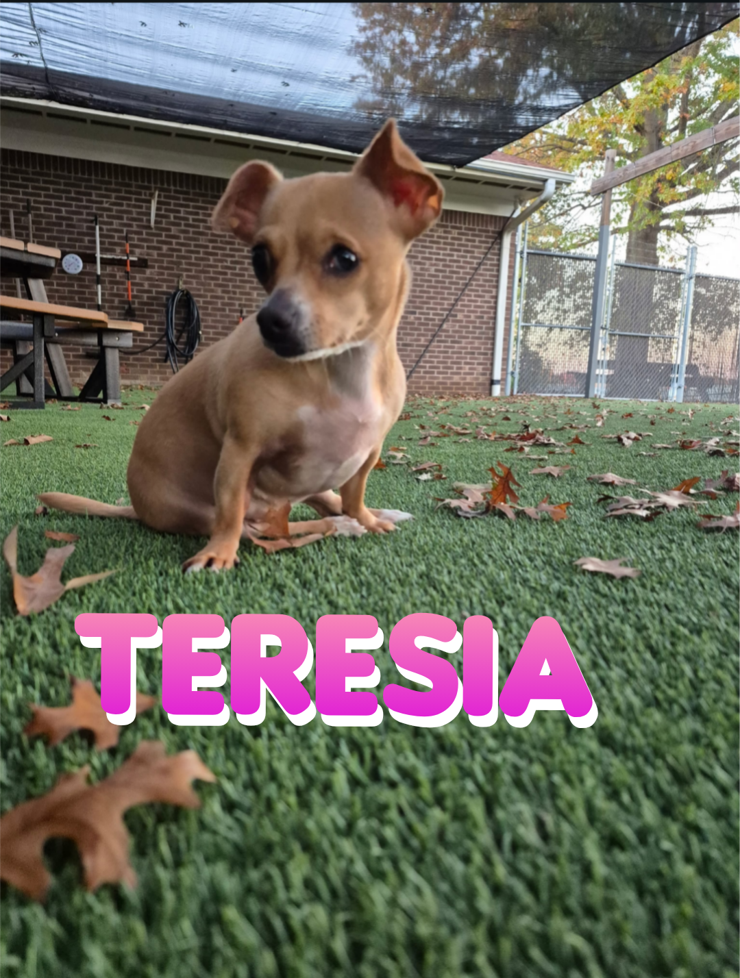 A small tan dog with a white chest and black nose sitting on green artificial grass with fallen leaves, outside near a brick building and fencing.
