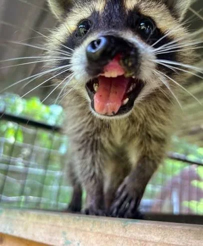 Close-up of a raccoon with its mouth open, showing teeth and pink tongue.