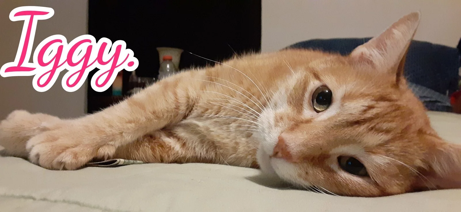 A close-up of an orange tabby cat lying on its side, with one eye open, on a bed or couch. The word 'Iggy' in pink and white cursive text is positioned in the top left corner.