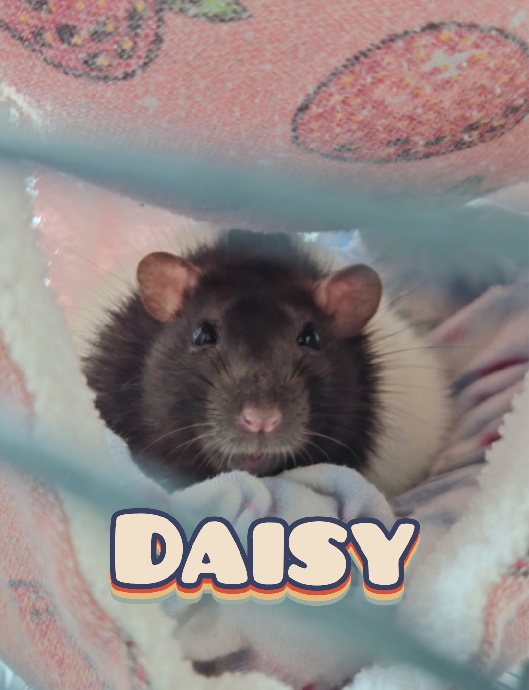 A black and gray hamster named Daisy lying on a soft blanket inside a clear enclosure. The blanket has a pink and white pattern with some yellow details. The word 'DAISY' is written in bold beige letters with a dark outline at the bottom of the image.