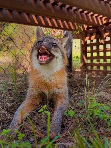 A raccoon under a wooden deck, sitting on grass and looking up with its mouth open.