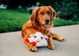 Lamb-Chop-Lifestyle_Golden-Retriever.jpg