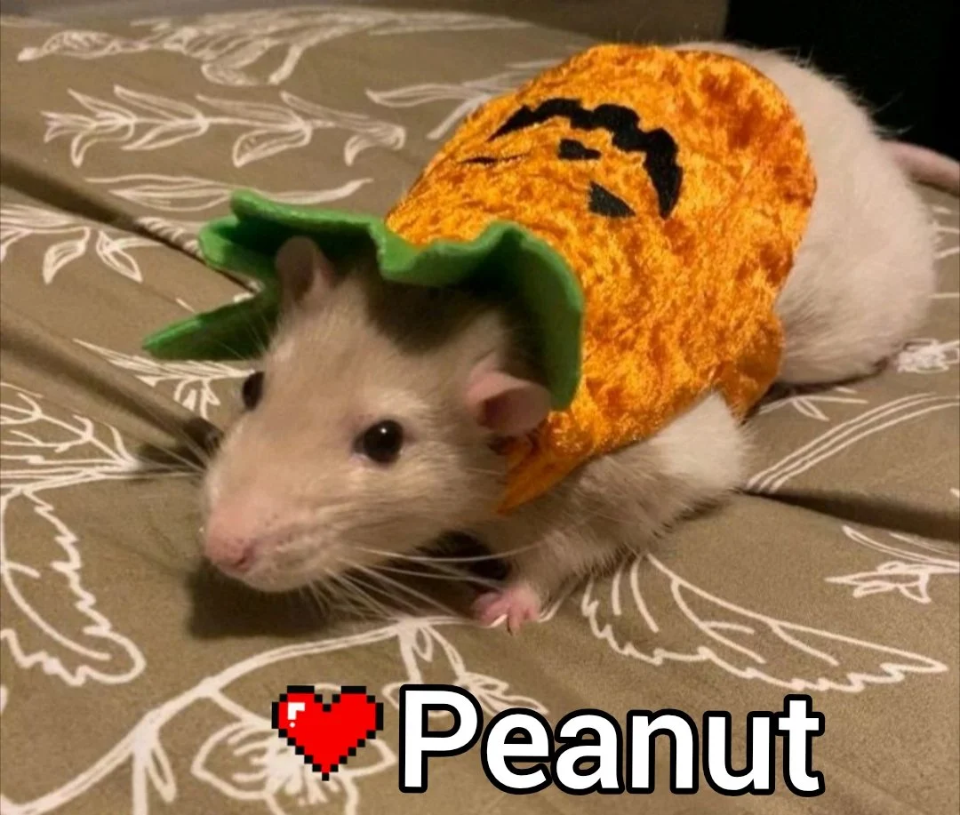 A small pet rat dressed in a costume that resembles a pumpkin with a green stem on its head, and an orange disguise with a black smiley face on its back, lying on a surface with a floral pattern.
