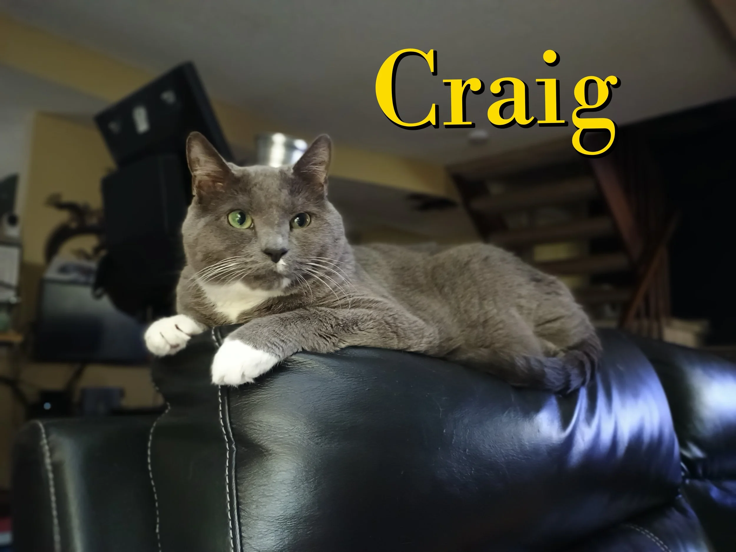 A gray tabby cat with green eyes lying on a black leather couch in a living room with a yellow wall and various furniture in the background. The text 'Crag' is overlaid in yellow and black