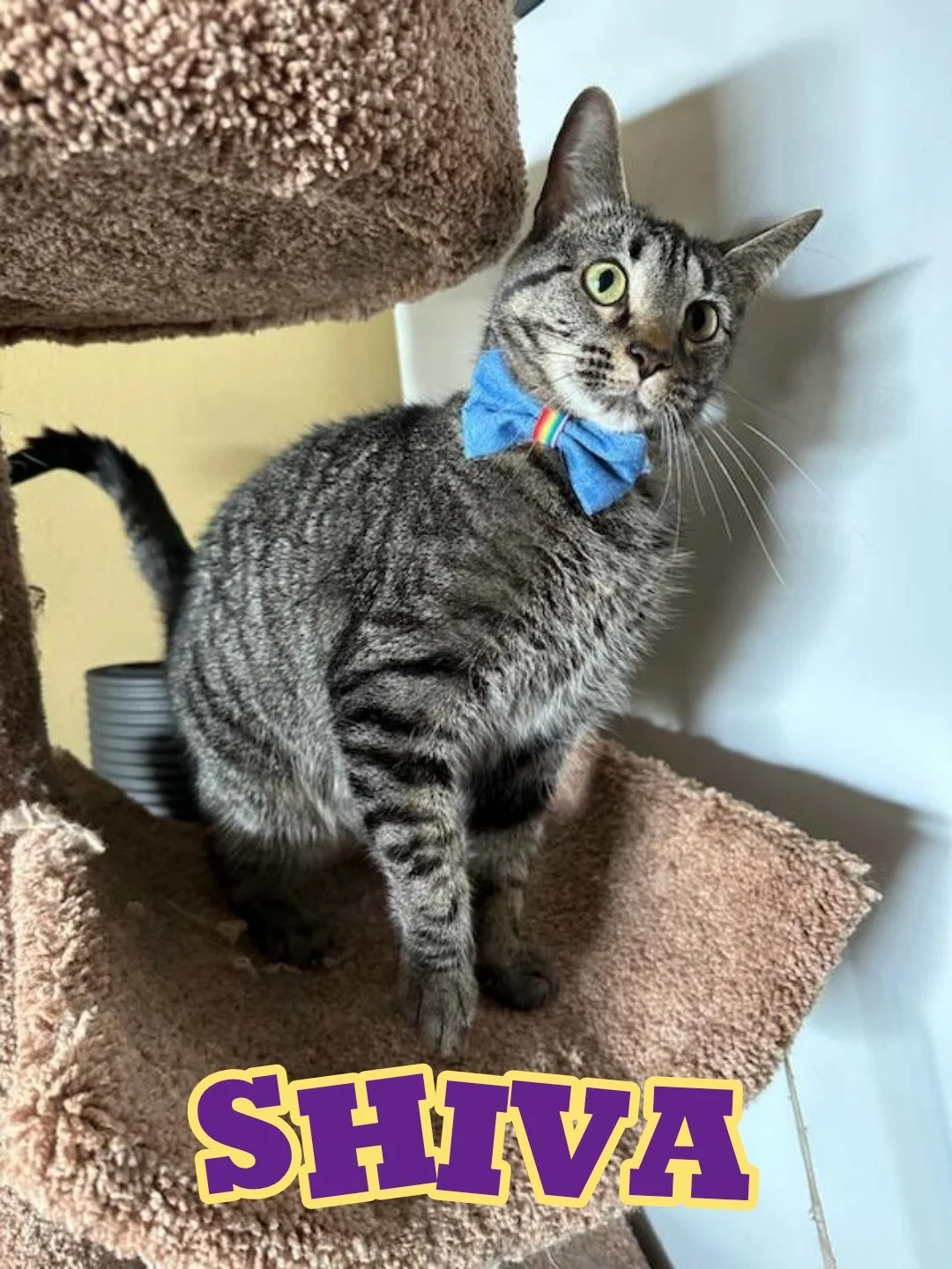 A striped gray tabby cat wearing a blue bow tie with a rainbow stripe, sitting on a brown carpeted cat tree, looking at the camera with one eye closed and the other open.