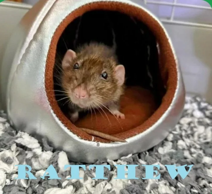 Close-up of a pet rat inside a cozy, dome-shaped bed with a gray and white fluffy blanket on the floor.