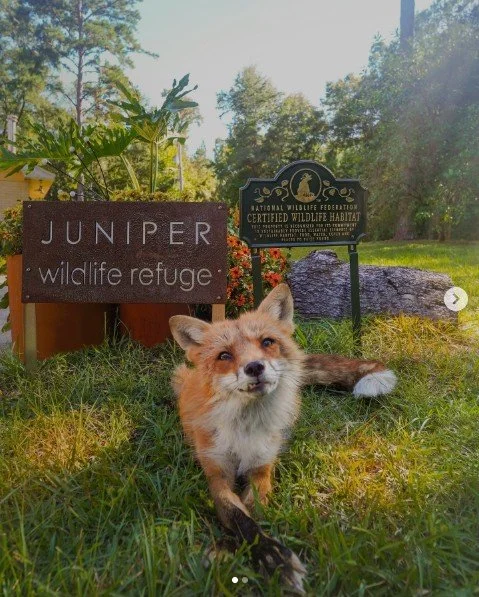A fox lying on grass next to a wooden sign that reads 'JUNIPER wildlife refuge' and a black sign indicating a certified wildlife habitat, in a wooded area.