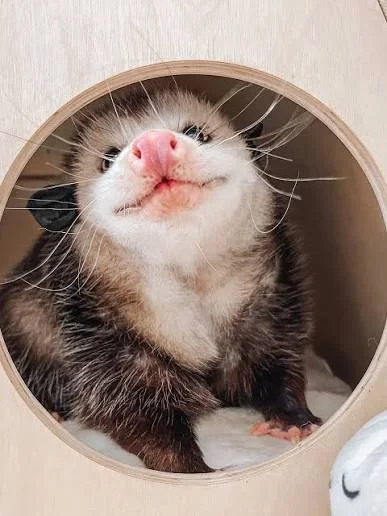 Close-up of a ferret with a pink nose and a smirk, inside a circular opening in a beige structure.