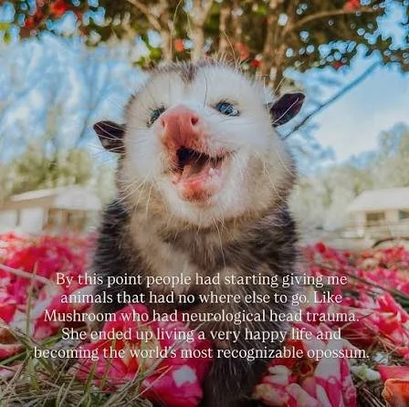 Close-up of a happy smiling ferret with pink nose and dark eyes, surrounded by pink flower petals outdoors.