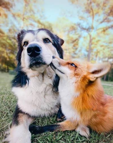 A black and white dog and a tan and white dog nuzzle each other outdoors with autumn trees in the background.