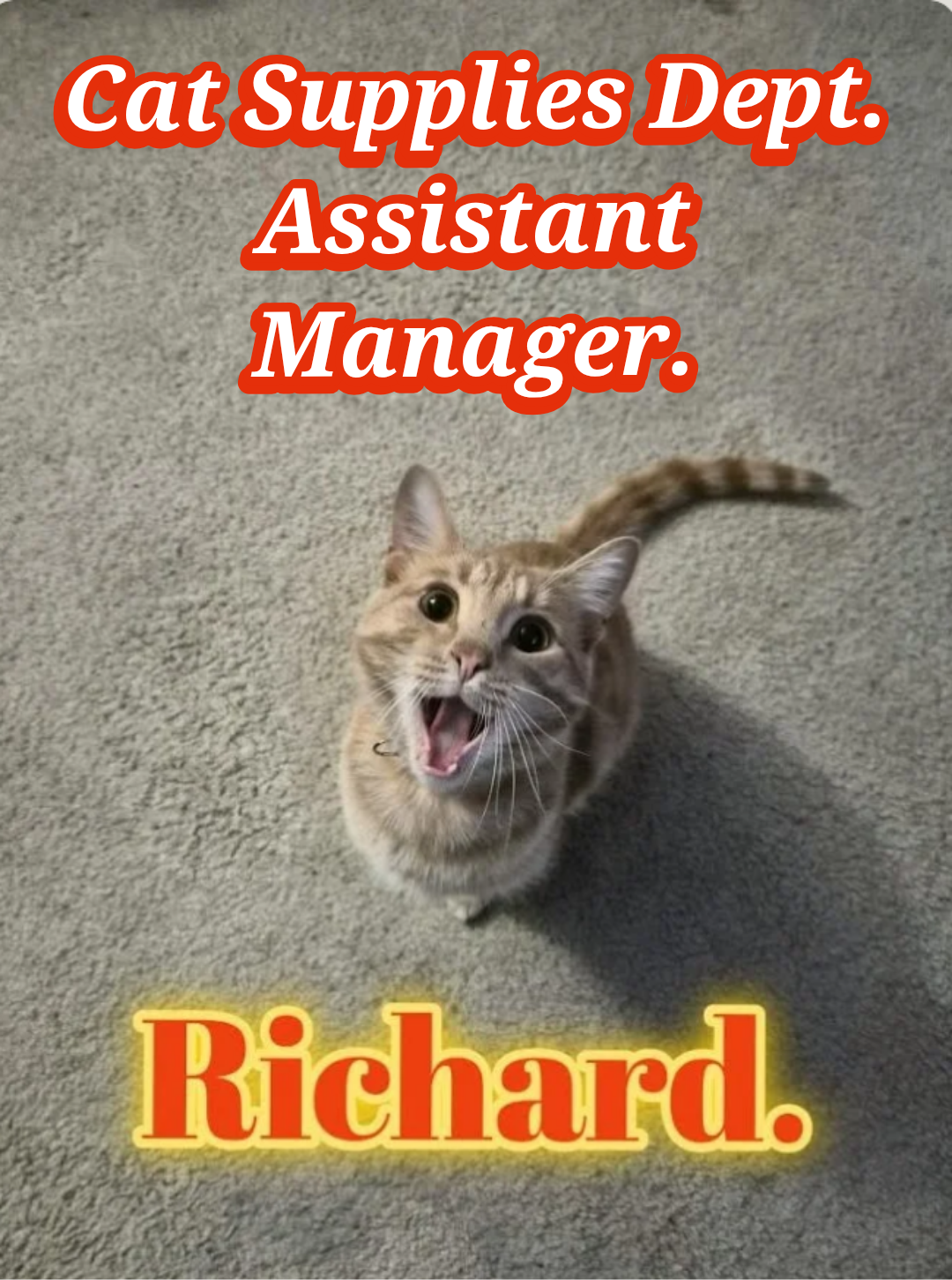 A playful cat with light brown fur and darker stripes, looking up with mouth open, on a beige carpet. Text overlays: 'Cat Supplies Dept. Assistant Manager.' at the top and 'Richard.' at the bottom, in bold red and yellow fonts.
