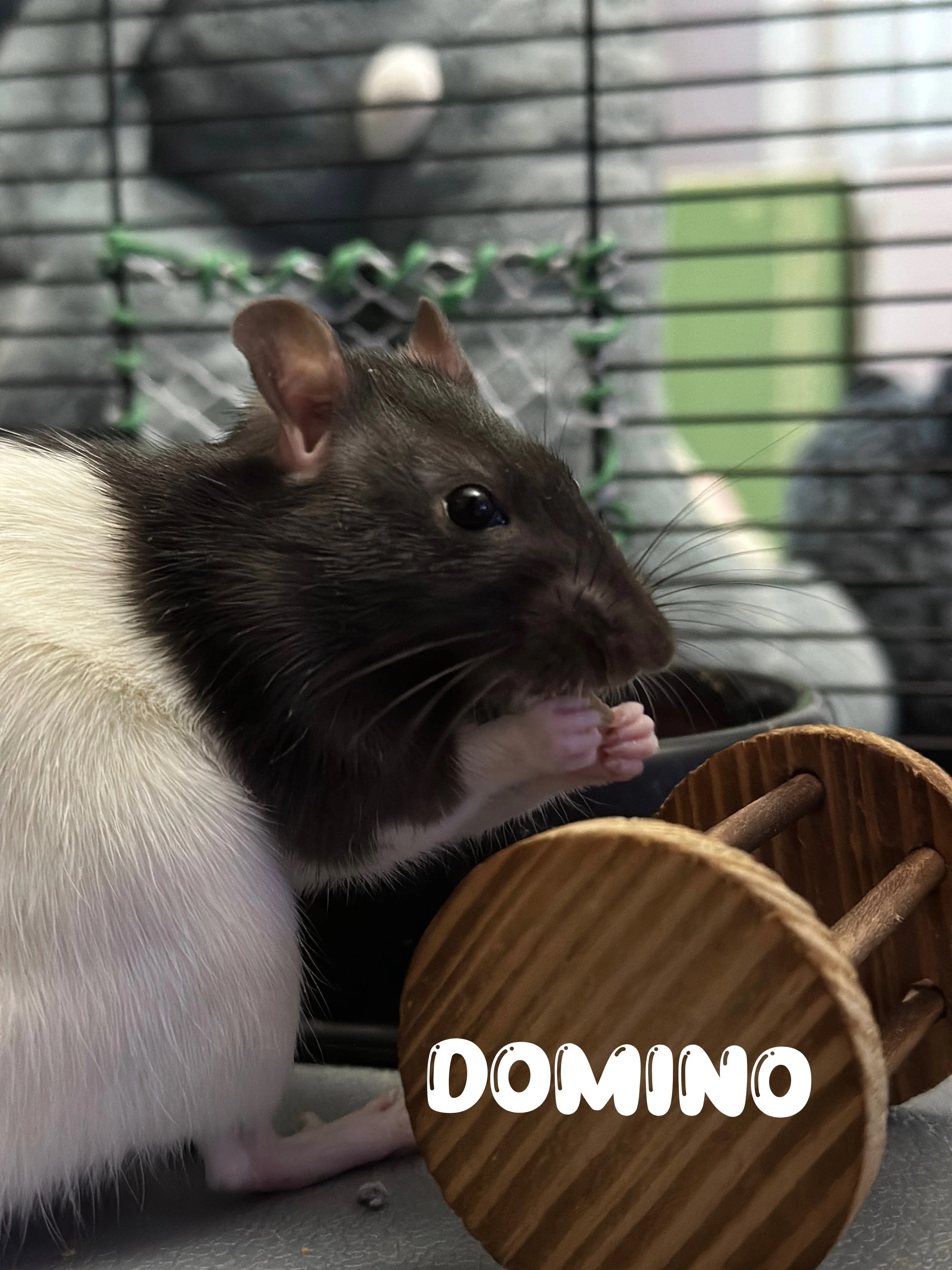 A rat with a black head and white body eating a small piece of food near a wooden domino-shaped toy in a cage.