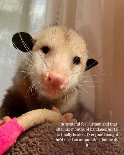 Close-up of a ferret with a bandaged tail, being held by a person with pink clothing, in an indoor setting.