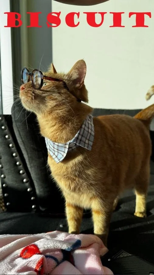 A cat wearing glasses and a plaid bow tie looking out a window. The word 'BISCUIT' is written in red capital letters at the top.