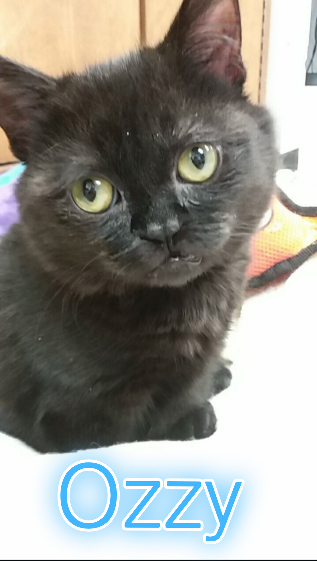 A black cat with yellow-green eyes sitting on a surface, with the word "OZZY" written in blue text at the bottom of the image.