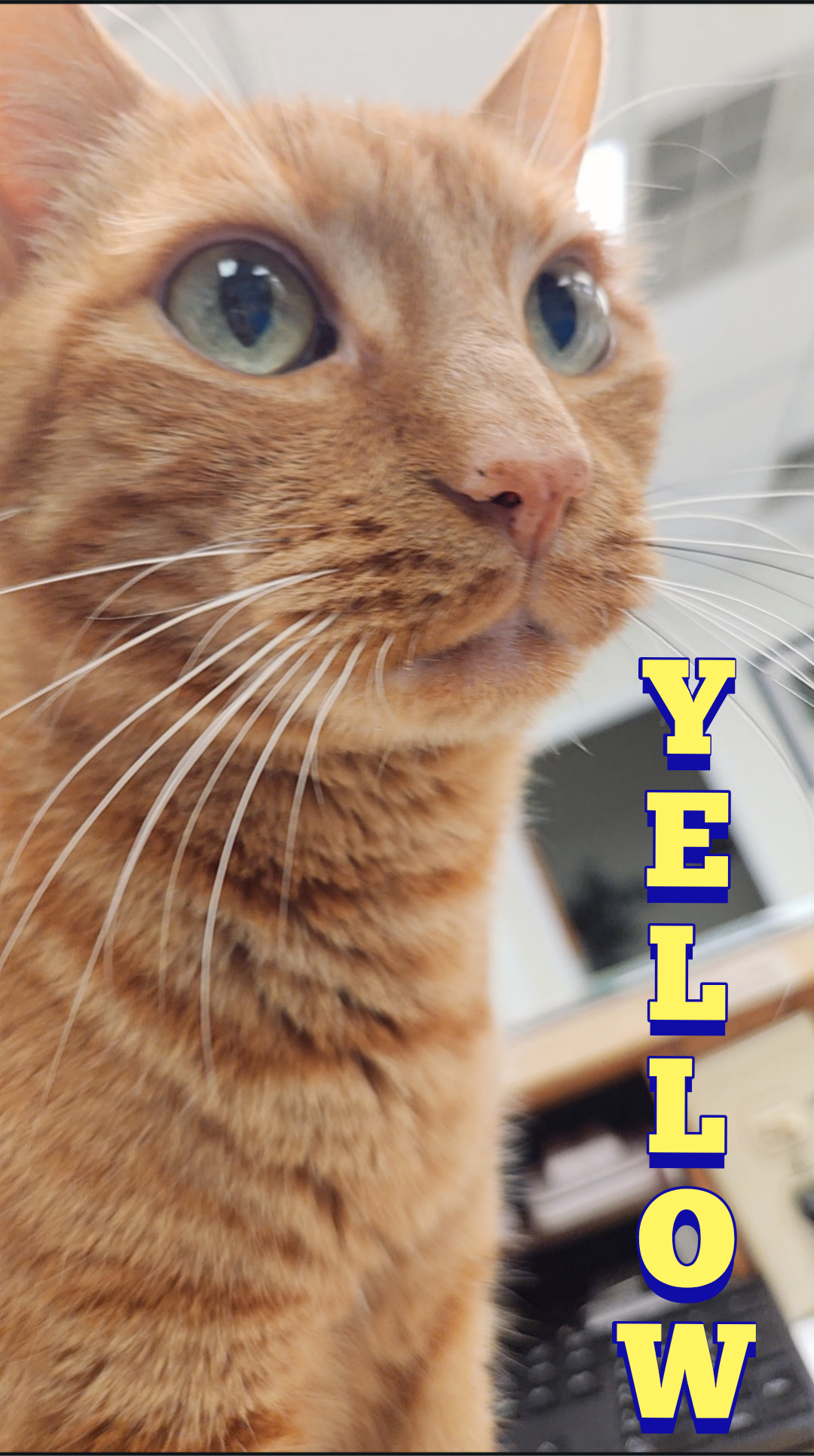 Close-up of an orange tabby cat with green eyes and white whiskers in front of a blurred background, with the word "WELCOM" in large yellow text with blue outline on the right side.
