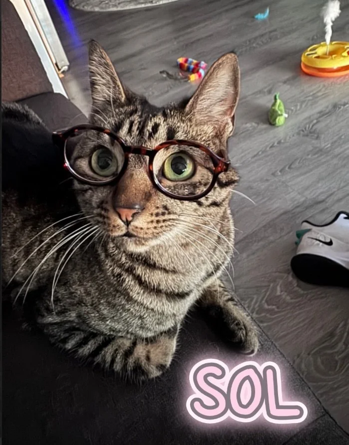A tabby cat wearing round glasses on a black surface, with a playful background including a toy, a green figurine, and a shoe, and the word 'SOL' in pink text.