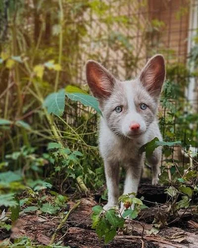 A young gray and white kitten with blue eyes standing outdoors among green plants and foliage.