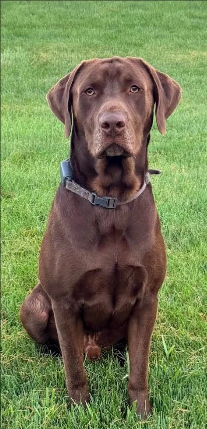 A brown Labrador Retriever sitting on green grass, facing forward with a neutral expression.