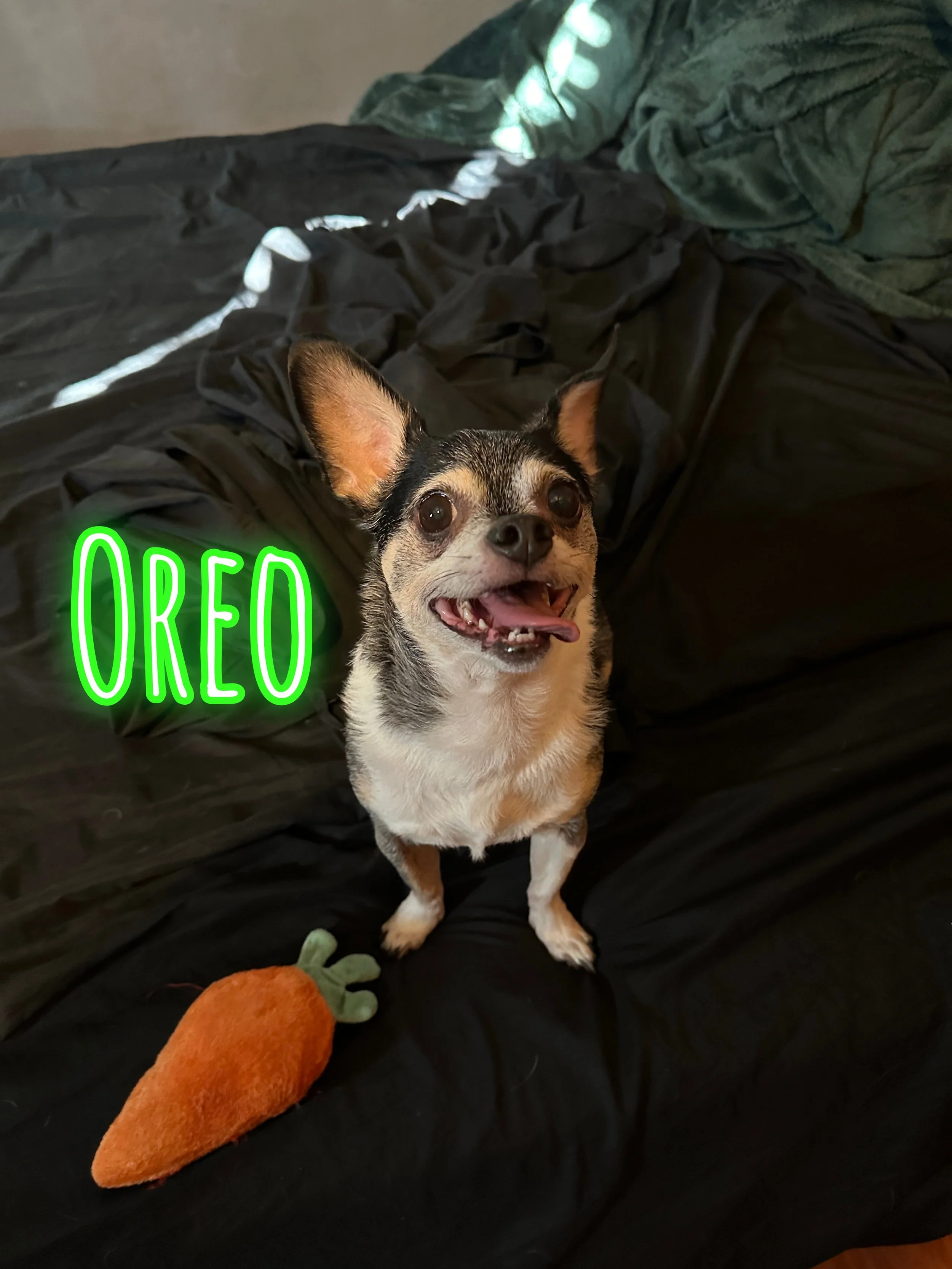 A small dog with large ears and a cheerful expression sitting on a black bedspread. There is a plush toy shaped like a carrot with green leaves on the bed near the dog. The image has a digital green "OREO" overlay in the bottom left corner.