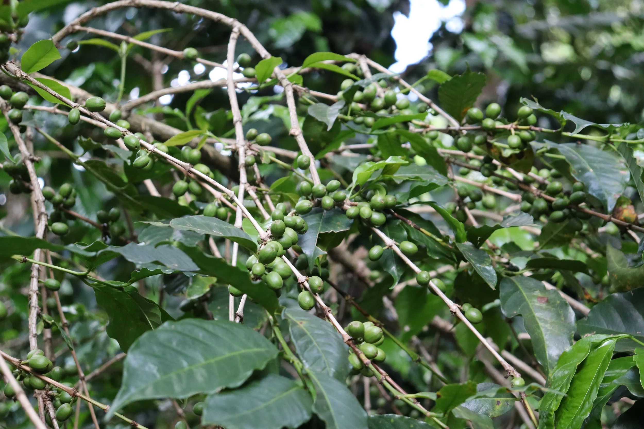 Clusters of green coffee cherries growing on the branch