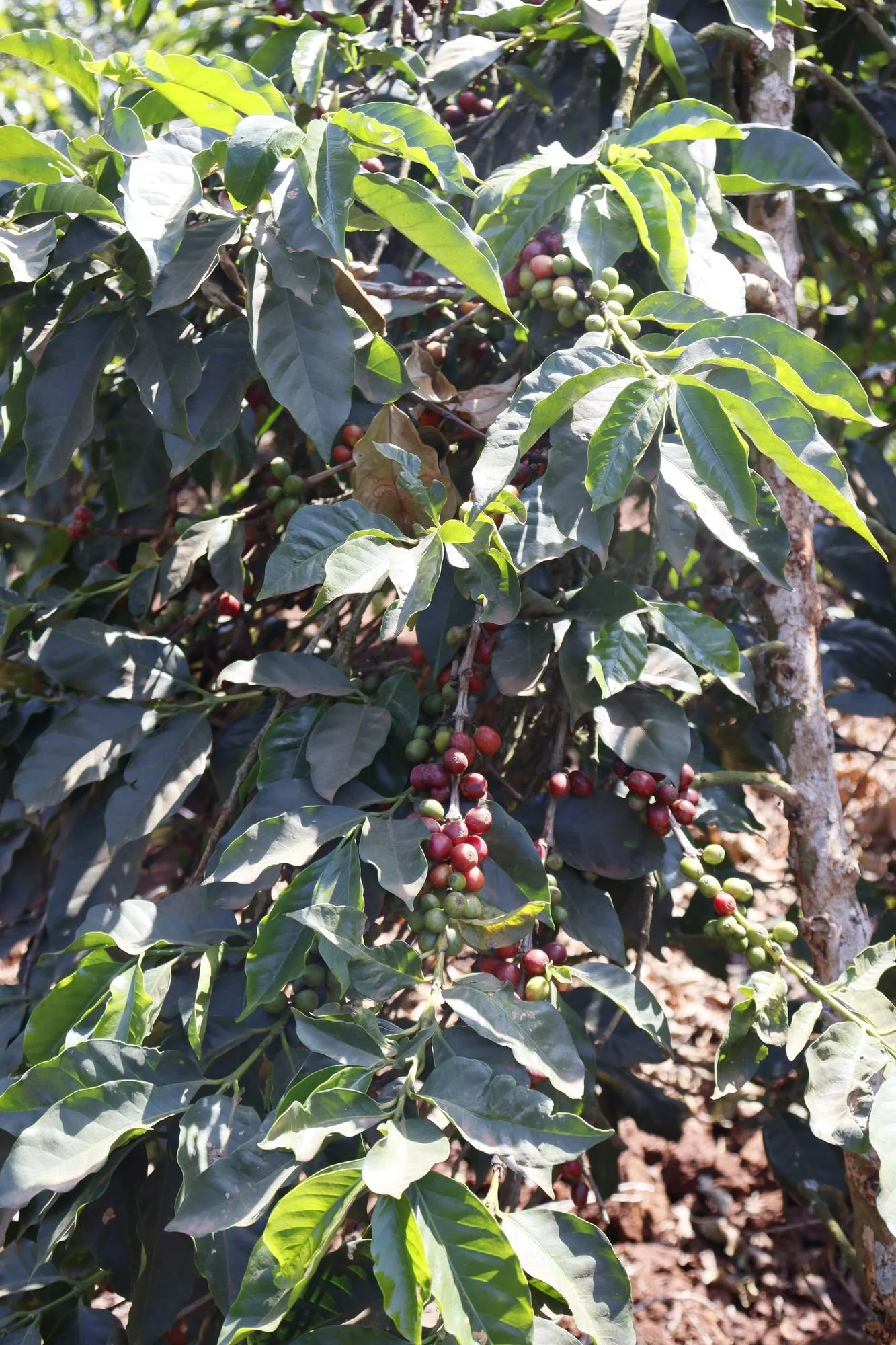 A coffee tree heavy with ripening red cherries, growing in red soil