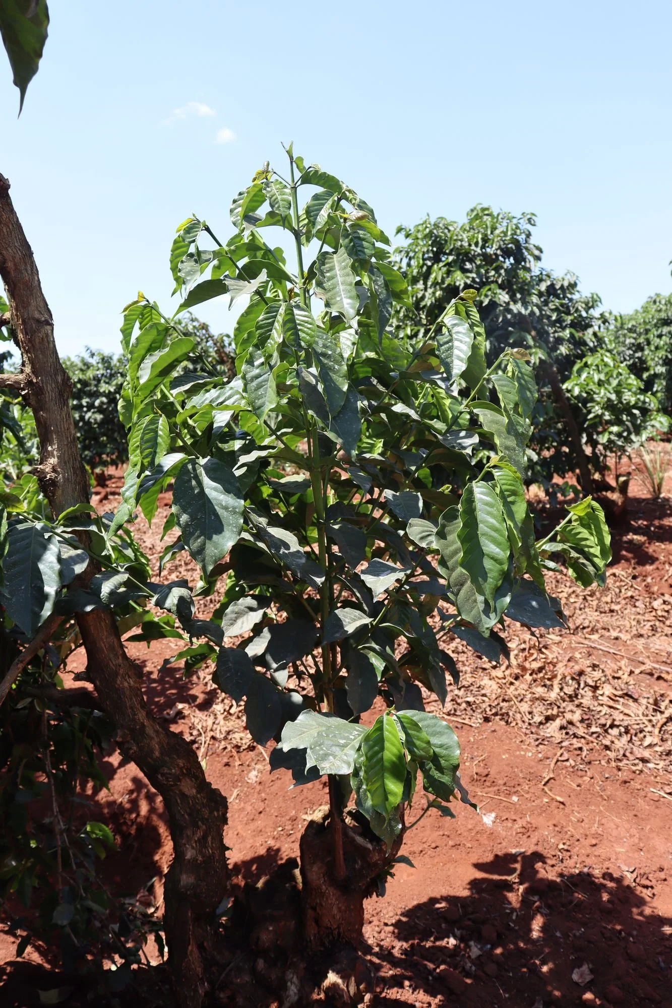 A young coffee tree growing back from an old cut stump in red soil