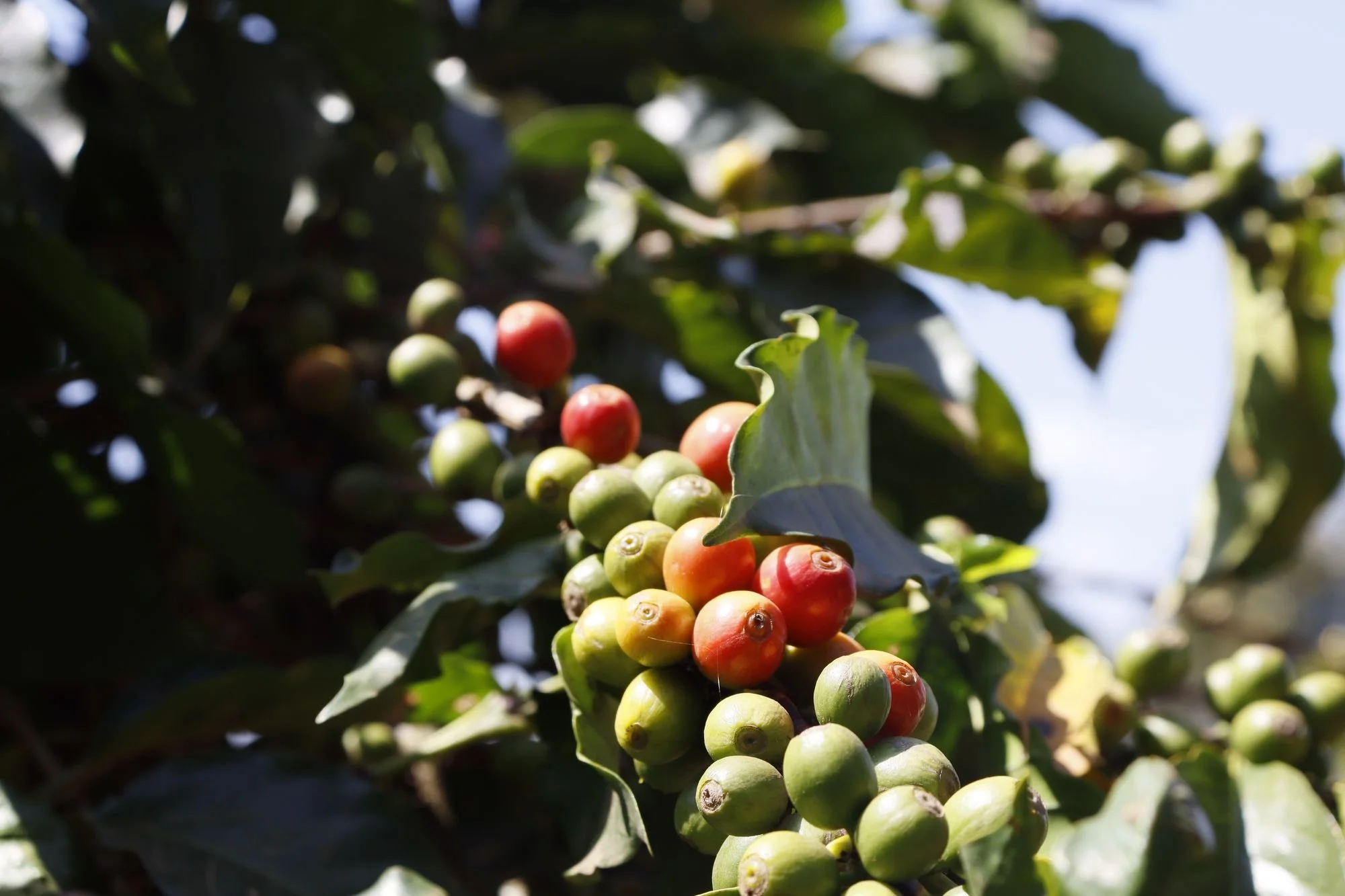 Coffee cherries ripening from green to red on the branch