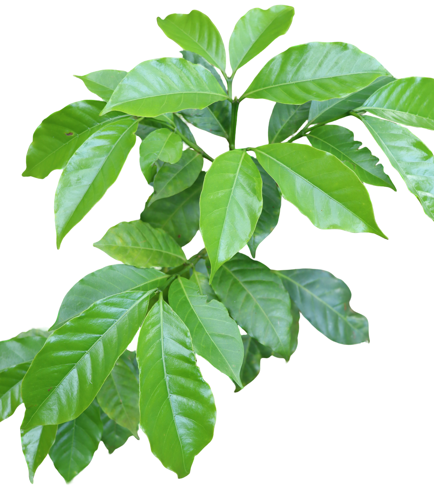 Glossy green leaves of a young coffee plant