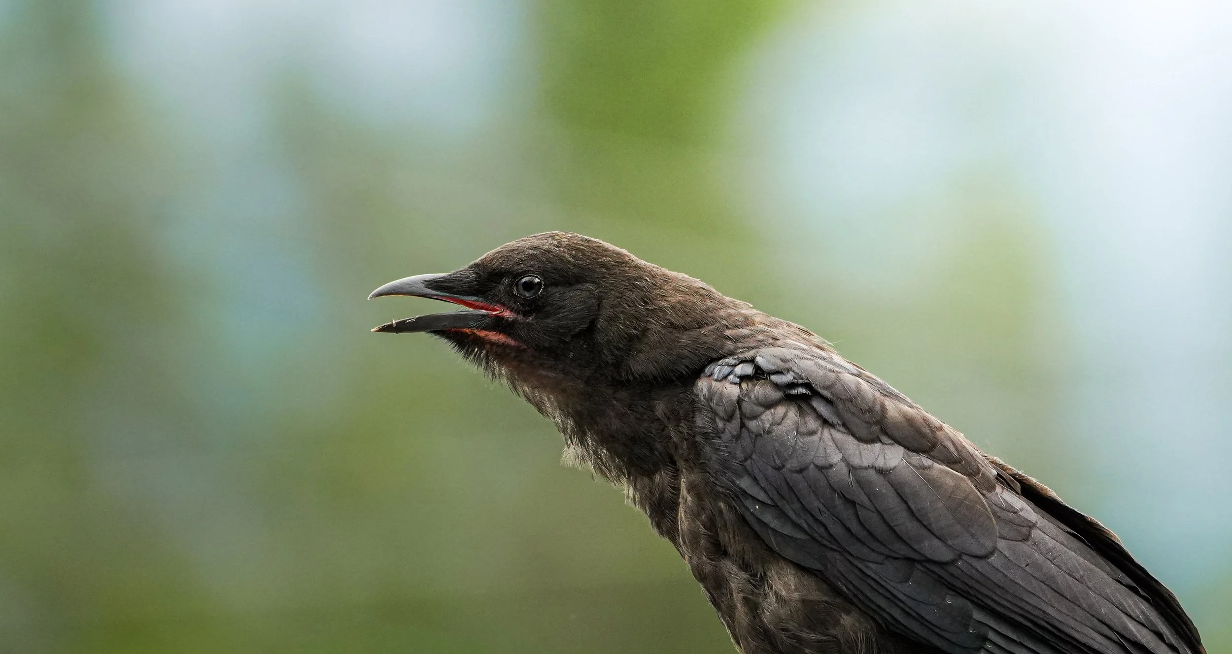 Wildlife