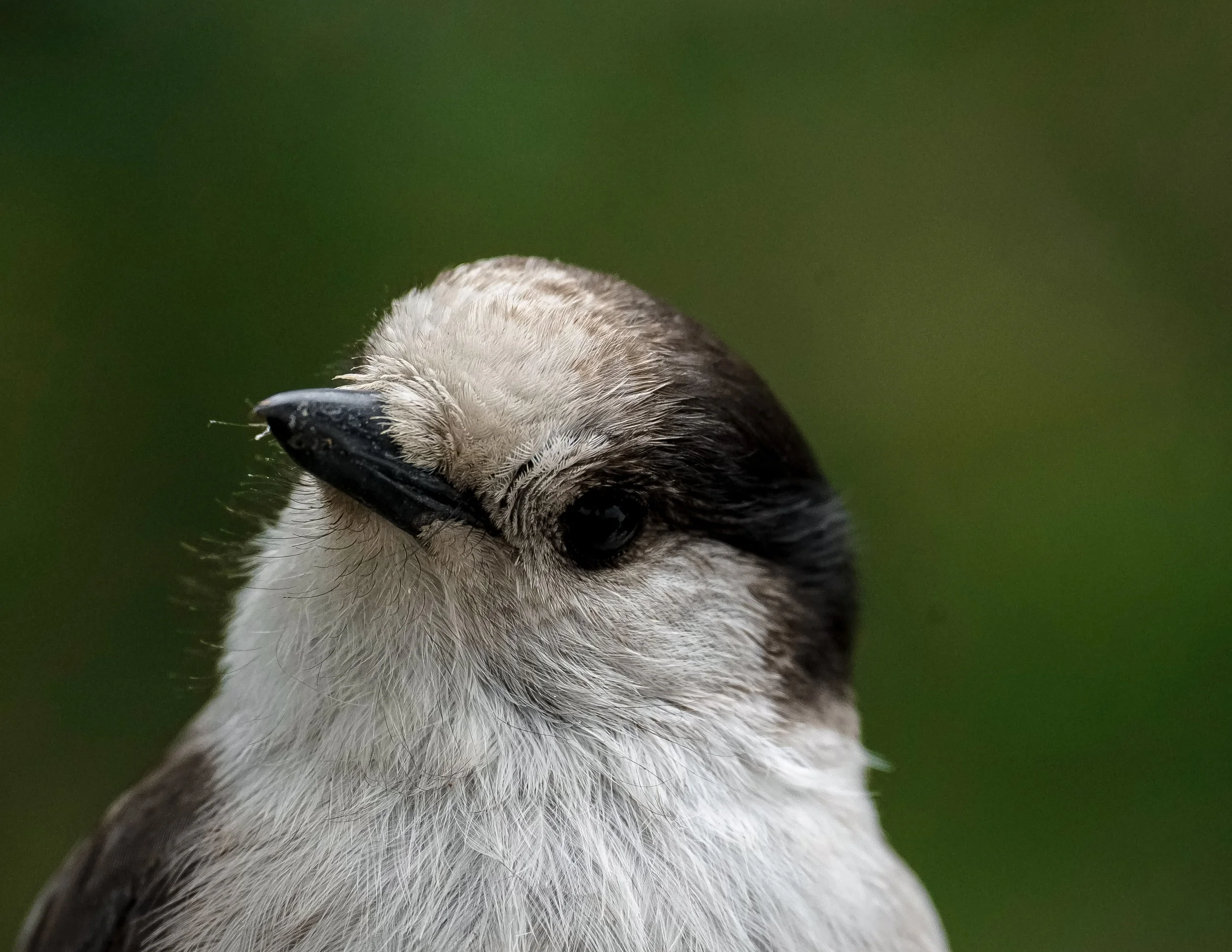 CanadianJay.jpg