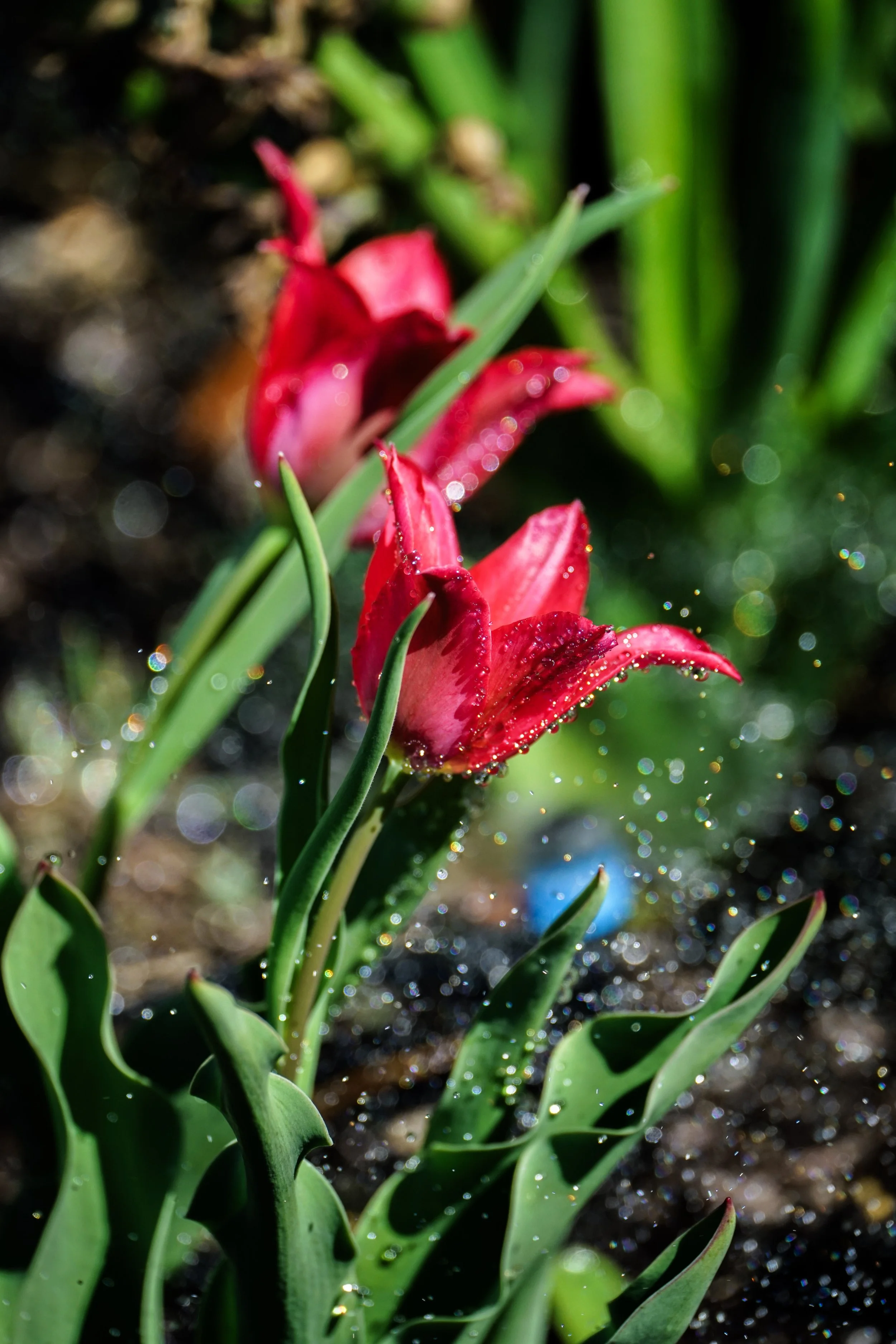 redflowerwithwater.jpg