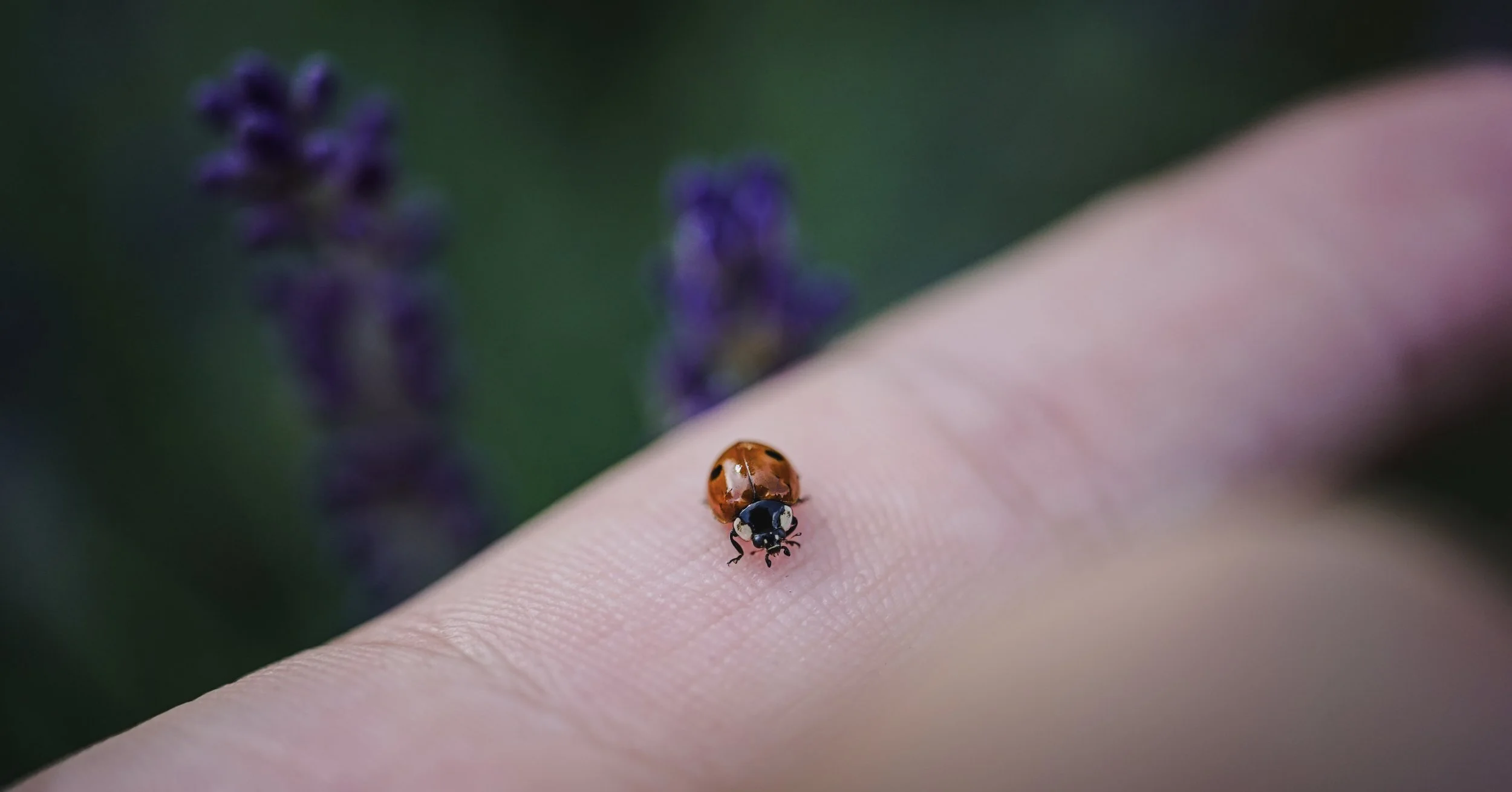 ladybug.JPG