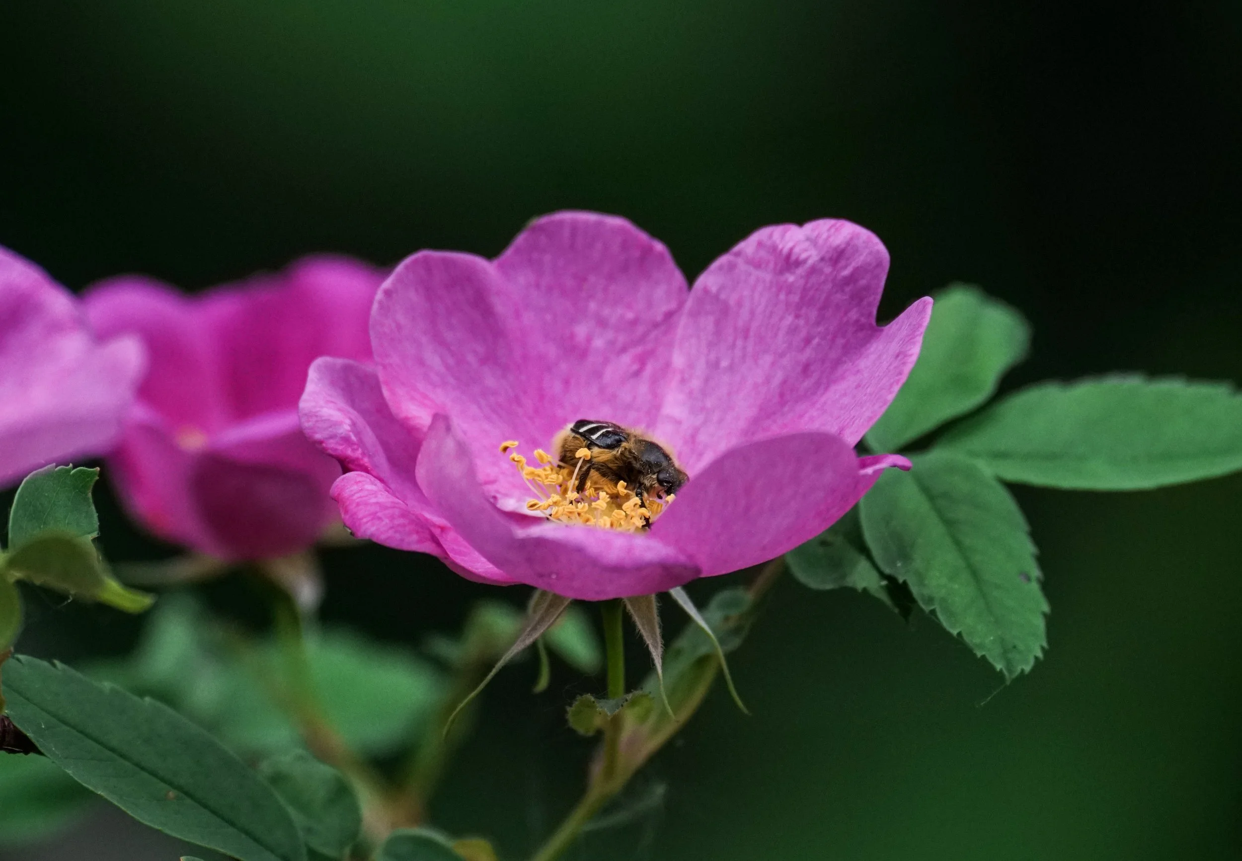 beemimicbeetle.jpg