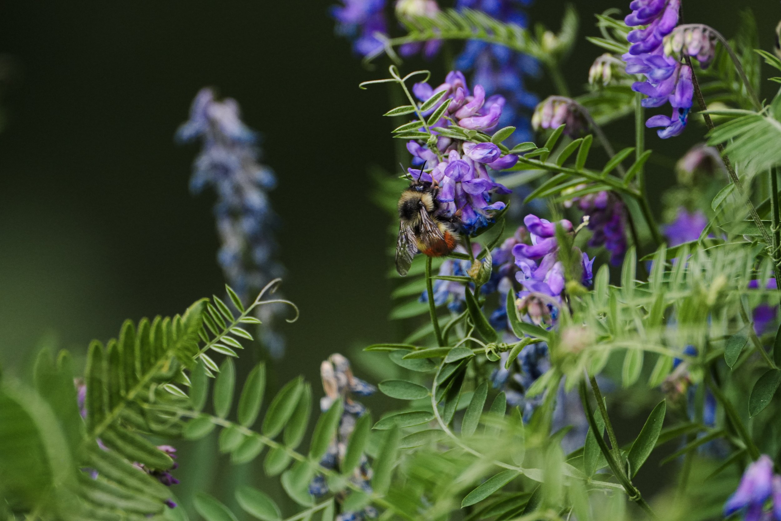 beeonweridflower.jpg