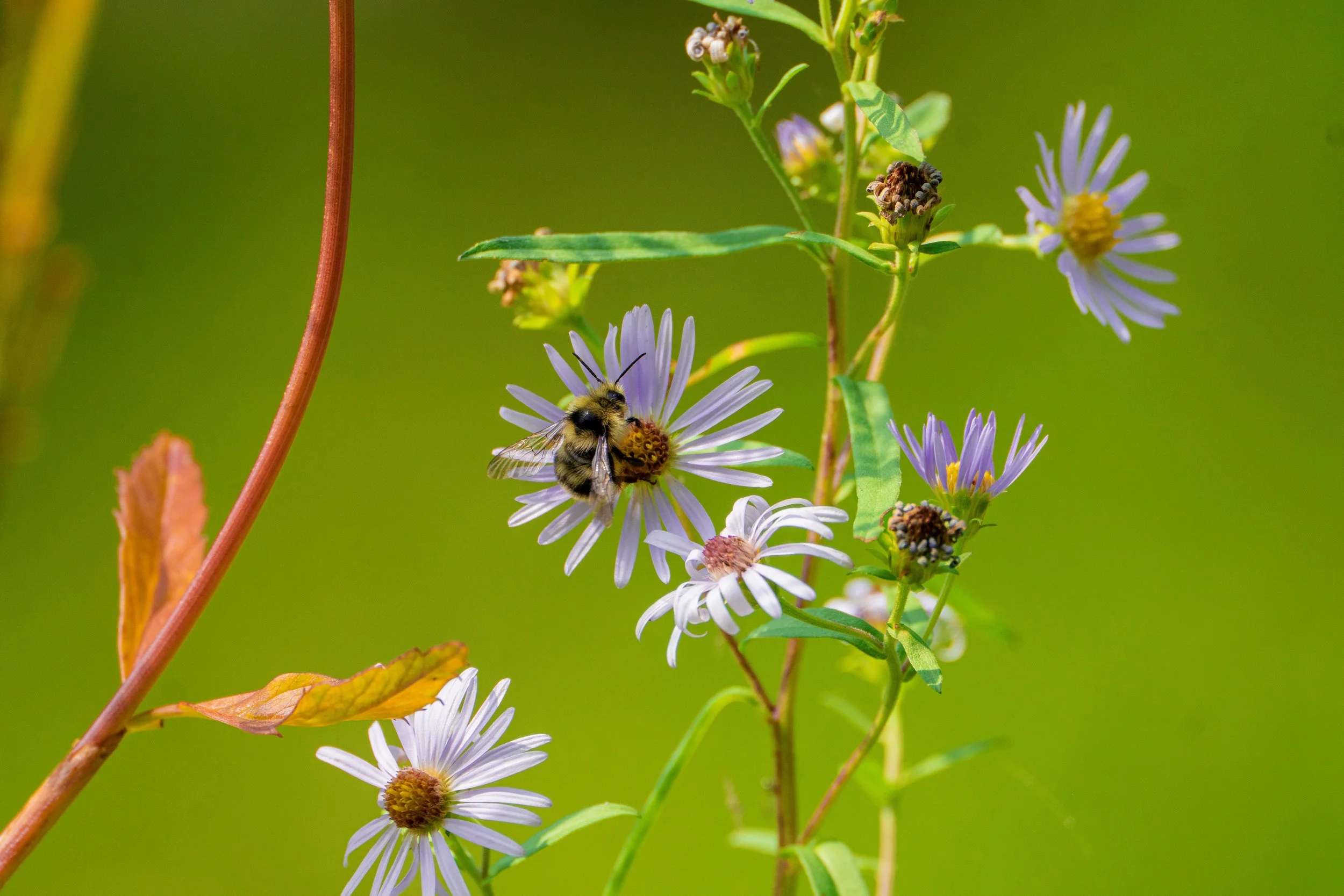 Bee wall art.jpg