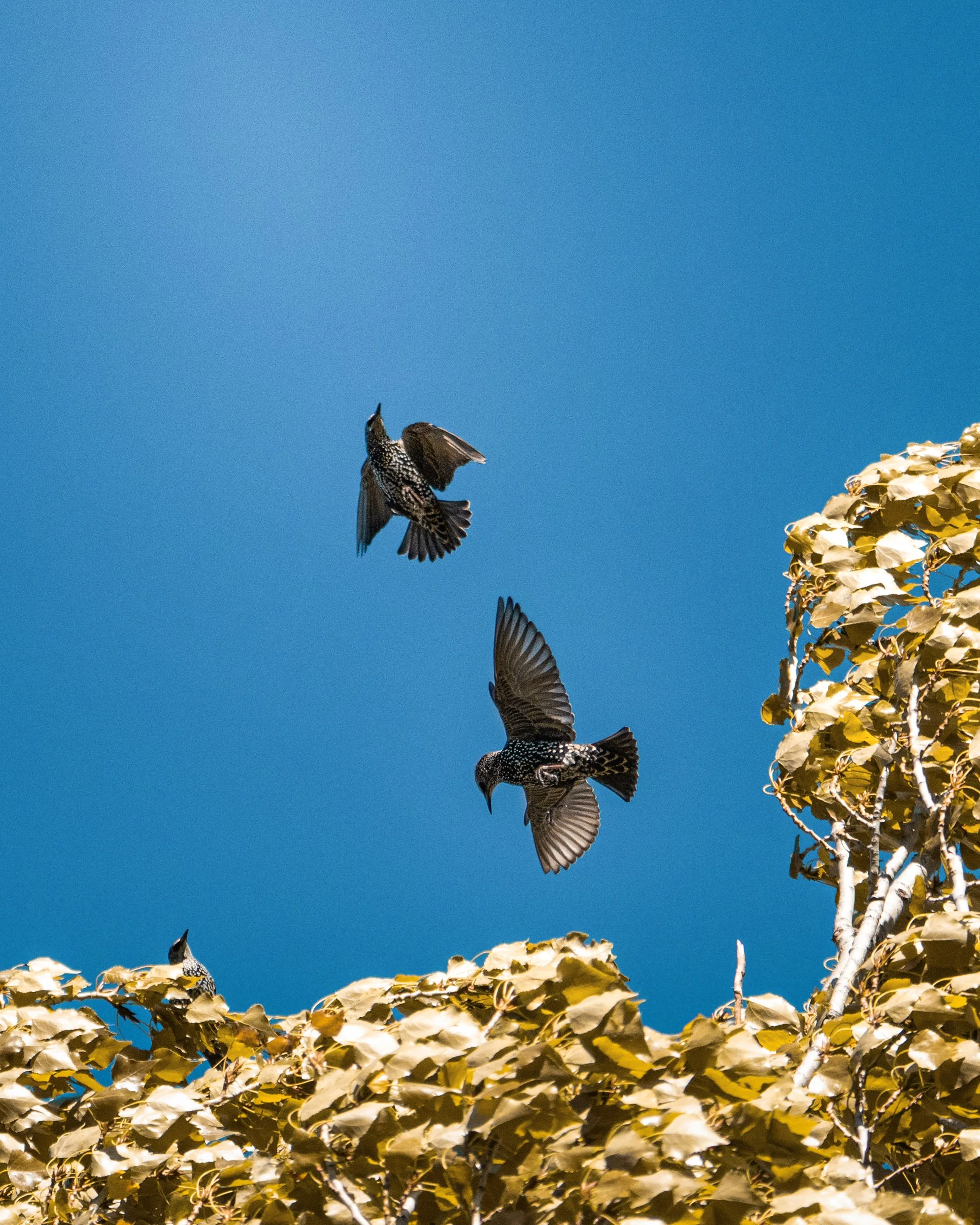 Two birds flying near a tall tree with golden leaves against a clear blue sky.