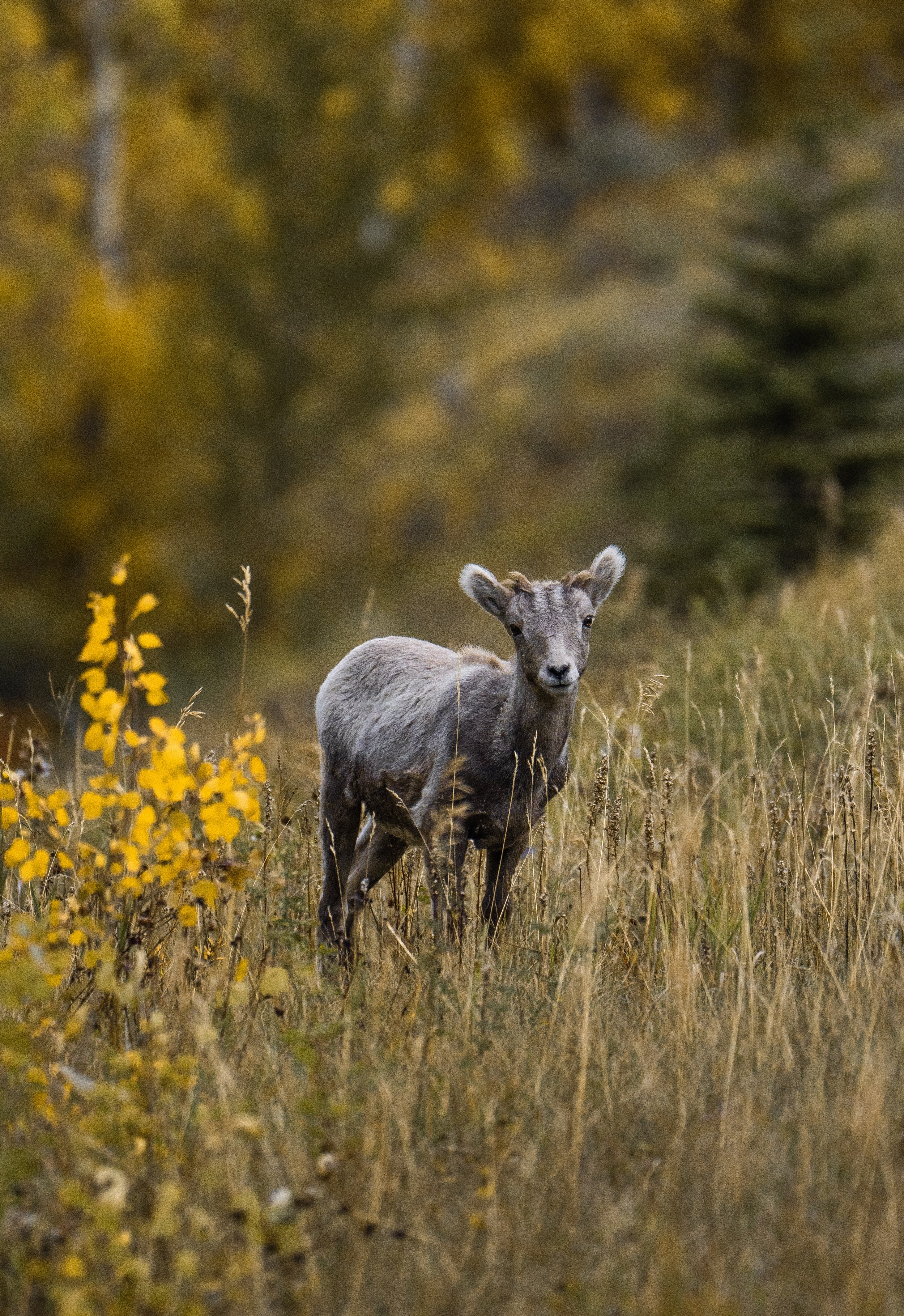A young mountain goat standing in a grassy field with autumn trees in the background.