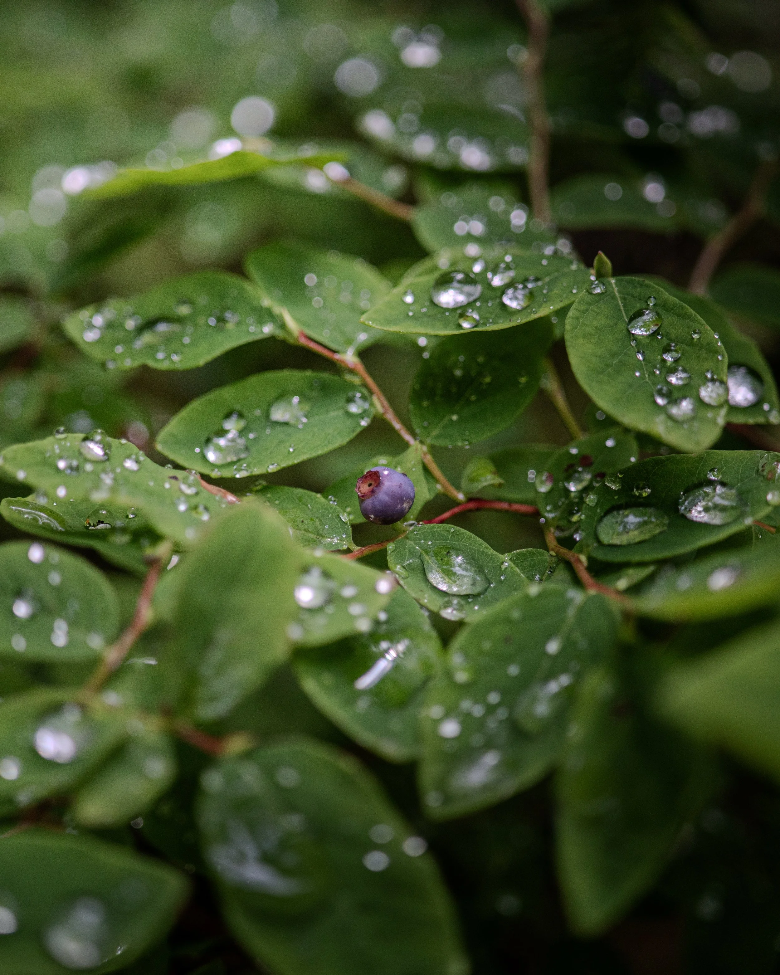 Close-up of green leaves with water droplets on them