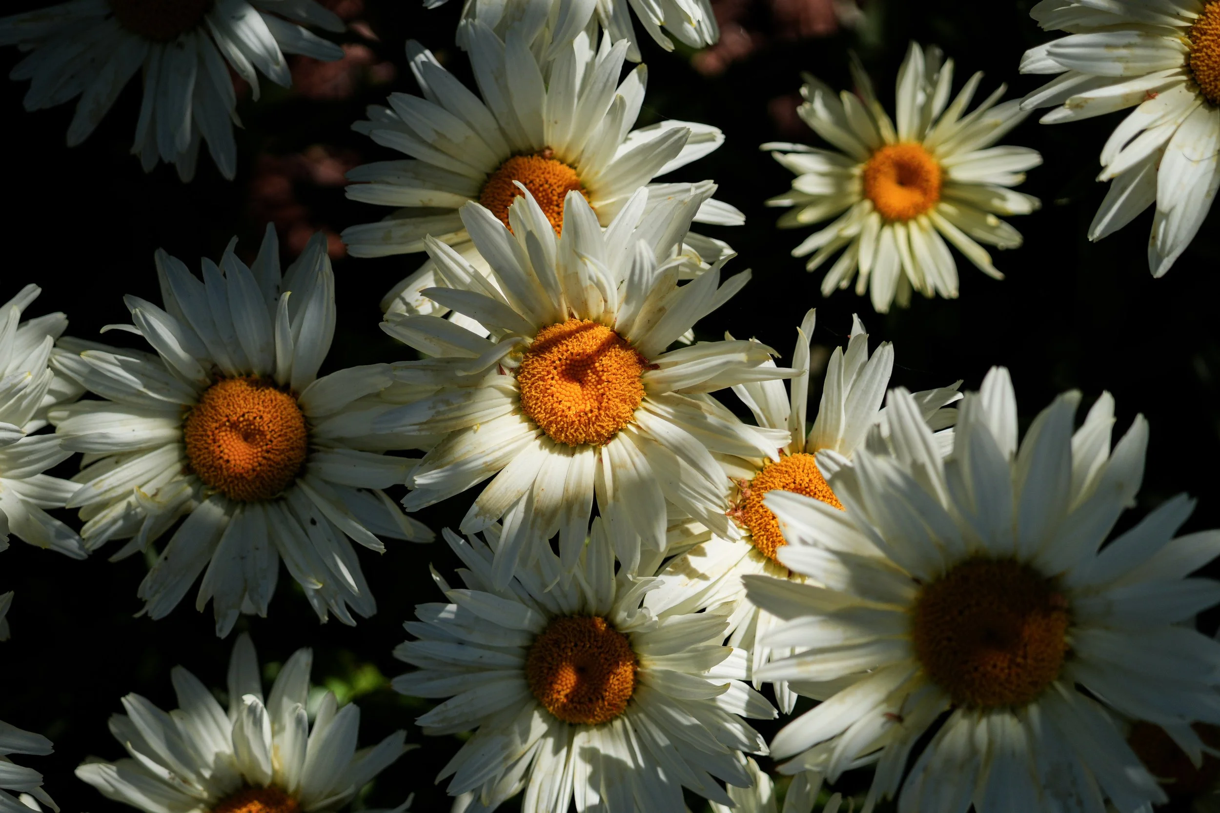 flowers.jpg