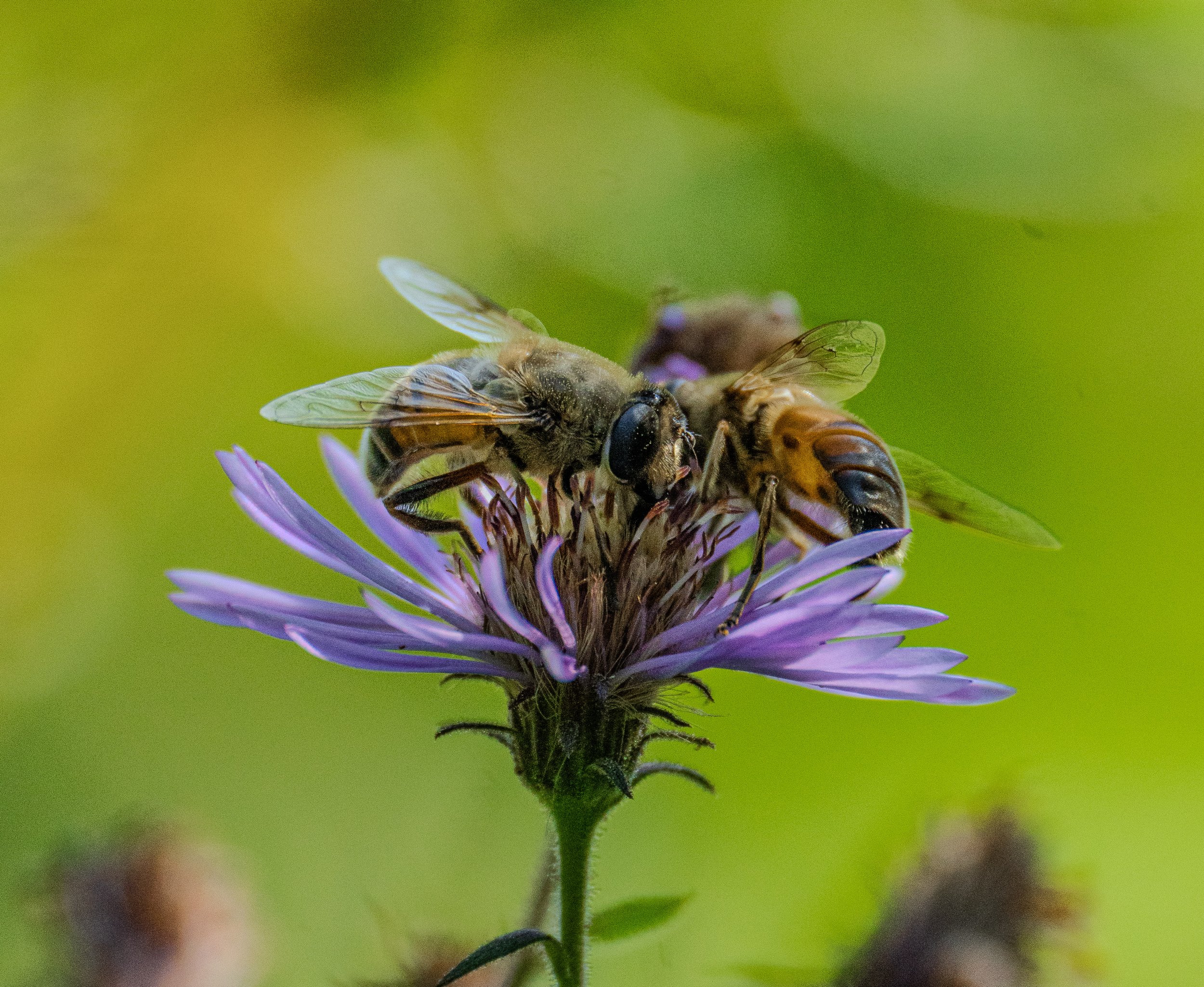 Bees.jpg