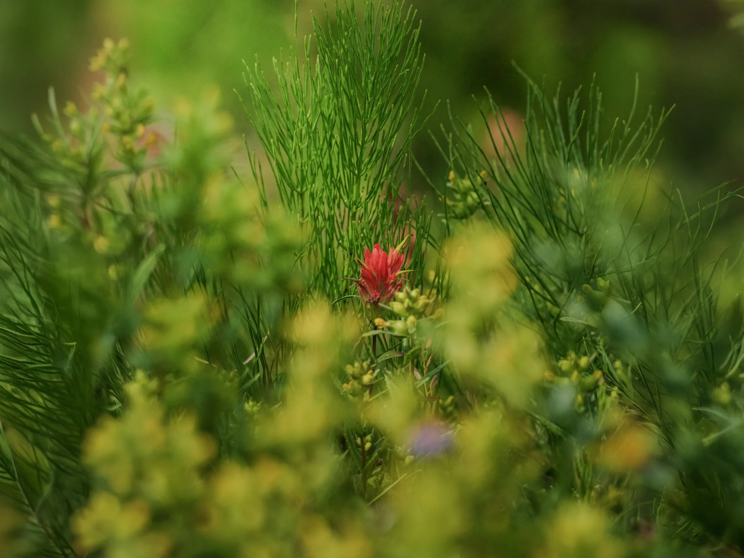 Indianpaintbrush.jpg