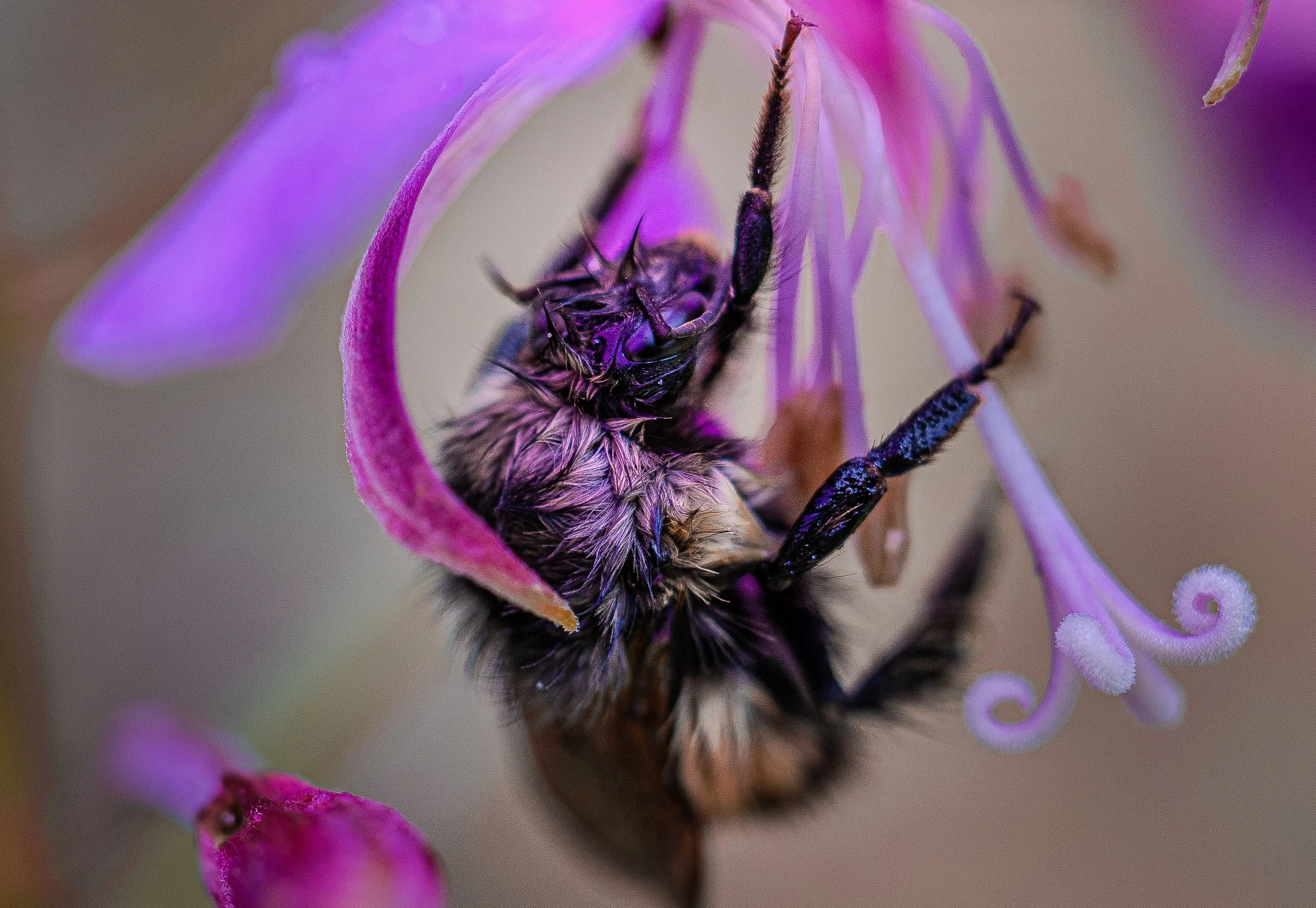Macro