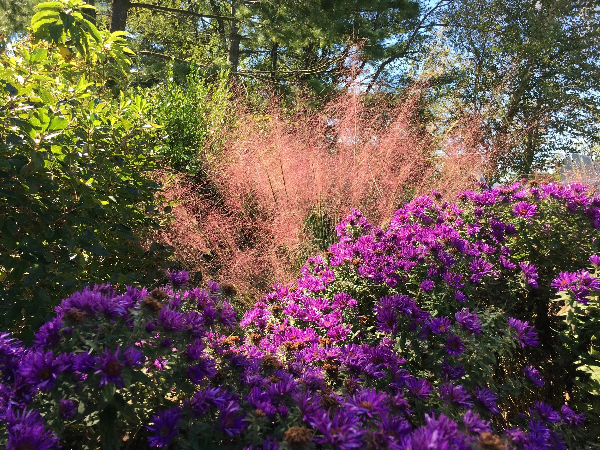 soft, romantic plantings, atmospheric plantings, naturalistic plantings in Anne Arundel County, MD