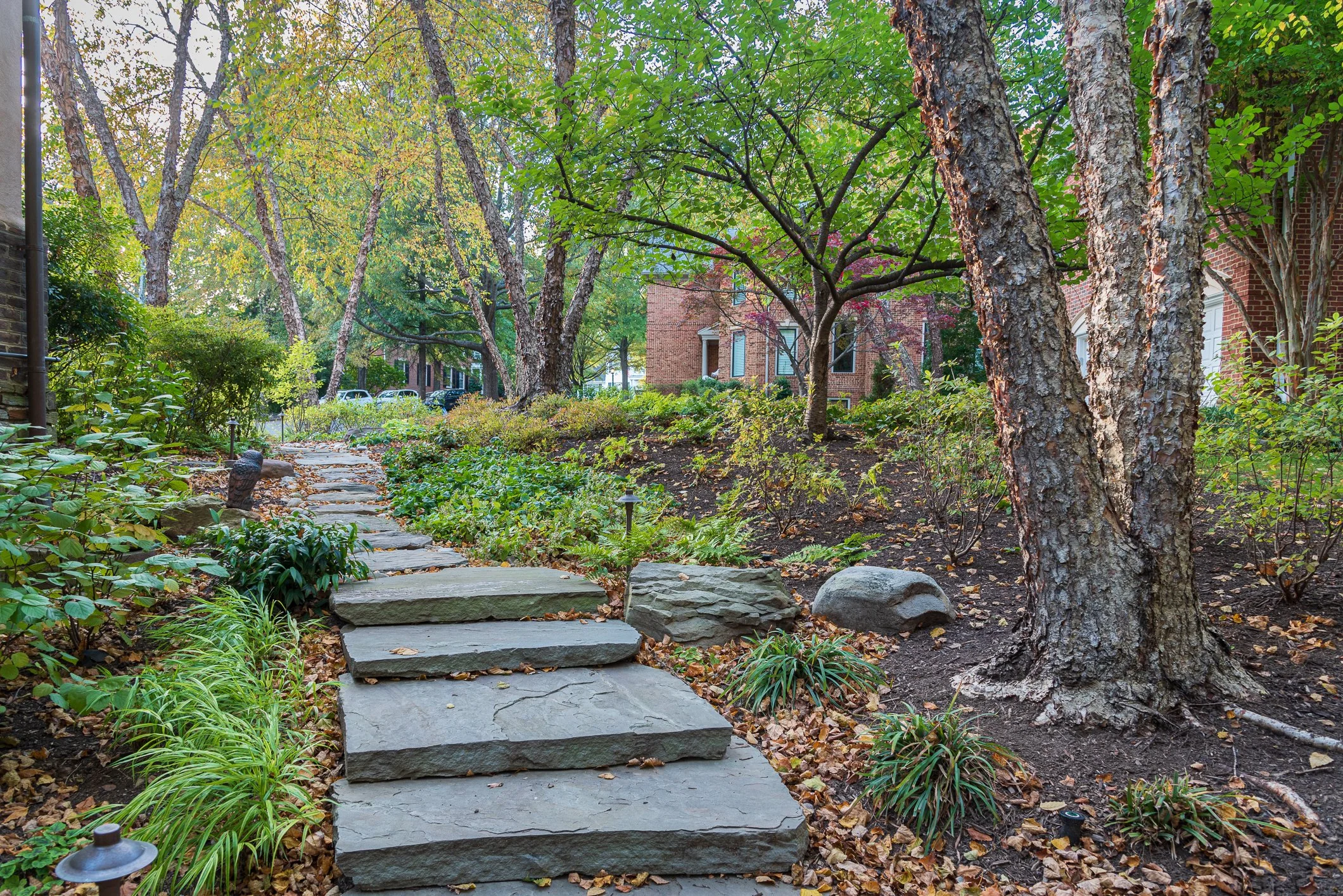 Naturalistic woodland garden plantings and stormwater/drainage management in Arlington, Virginia