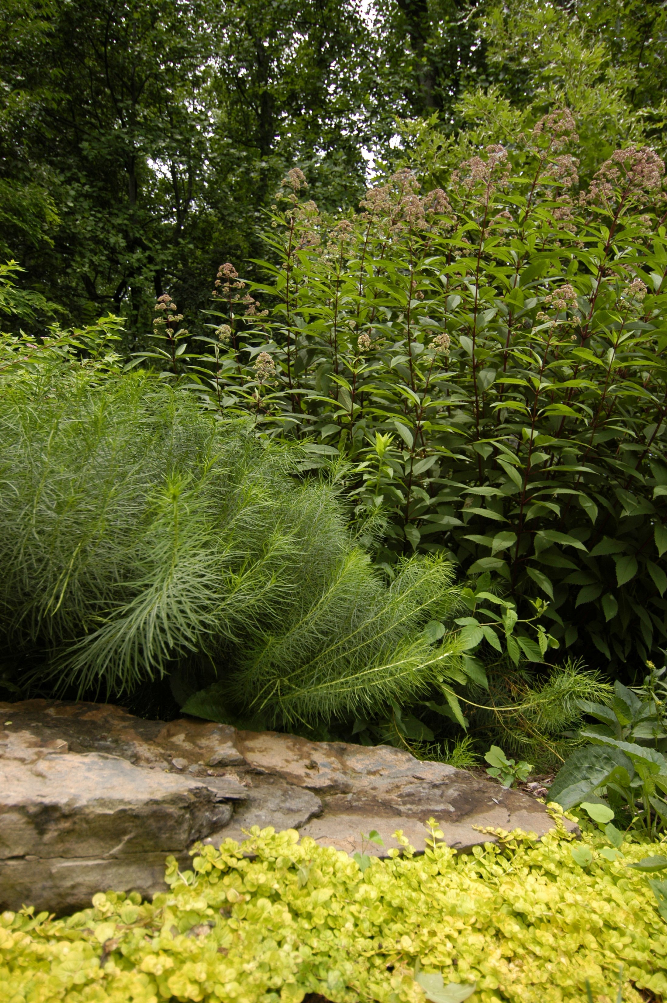 Lush textural plantings contrast with native boulders and bold stonework in Annapolis, MD
